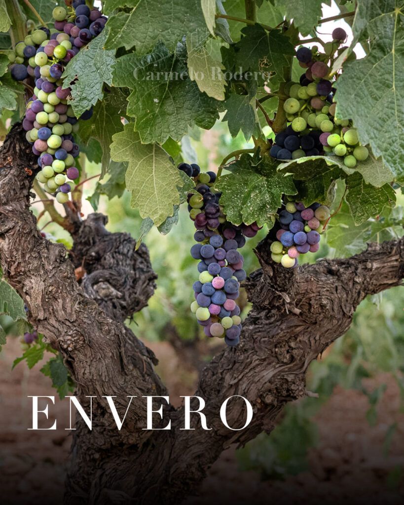 ENVERO 11 1