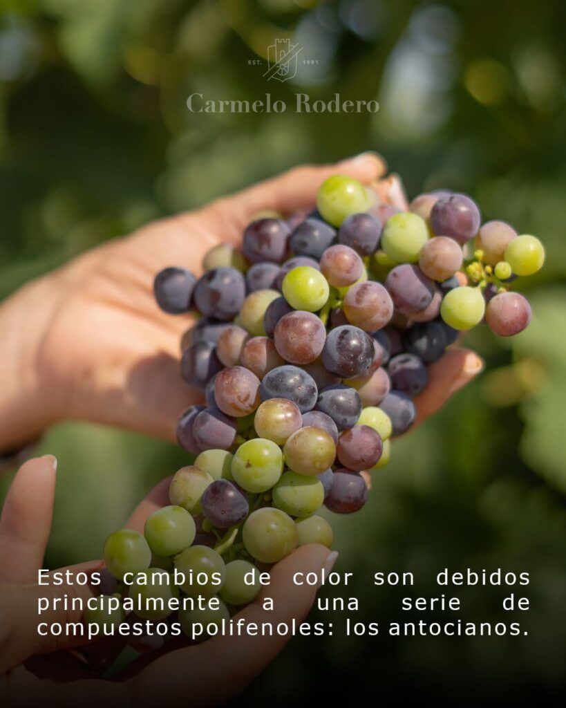 envero 3 1