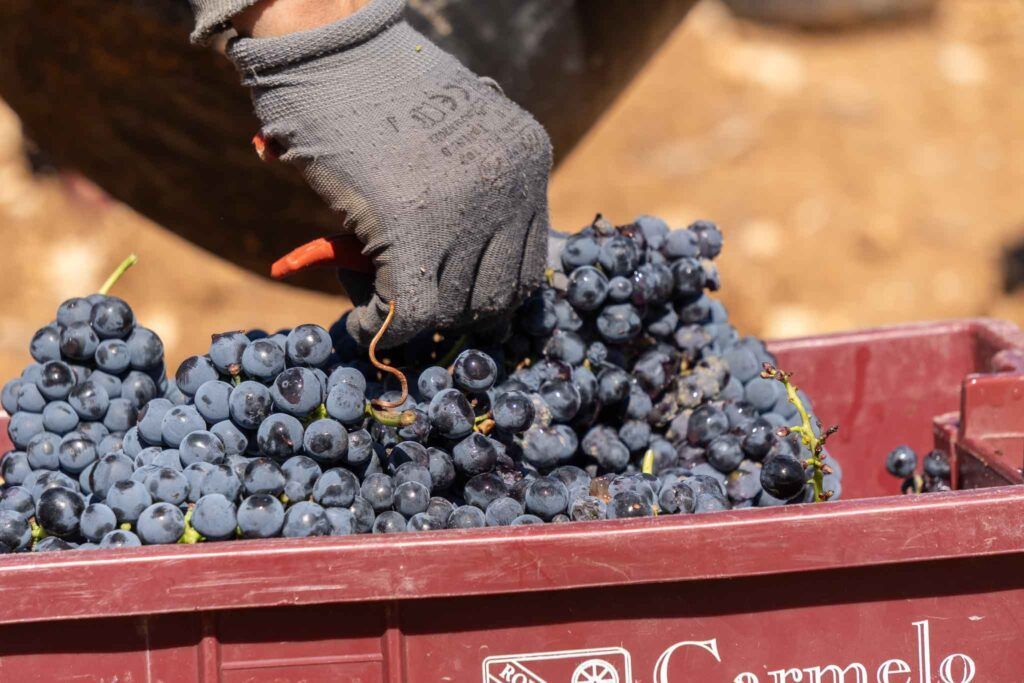 Vinificación por gravedad en Bodegas Carmelo Rodero 1 Bodega Carmelo Rodero vendimia