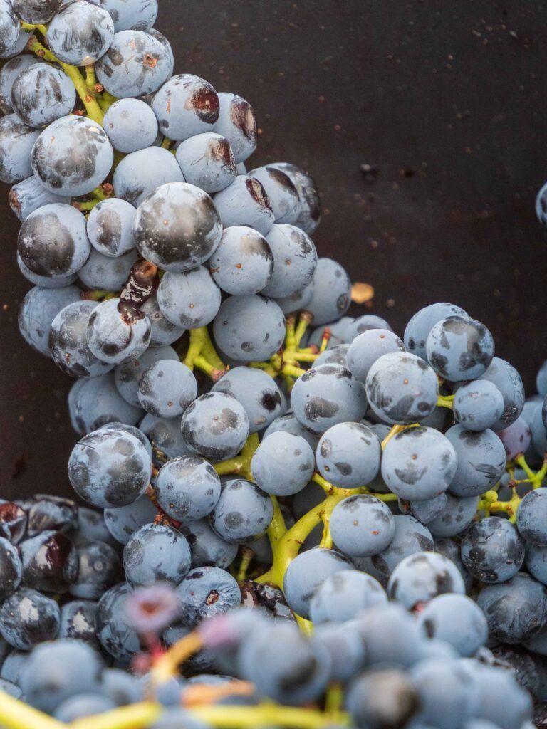 Racimo de uvas