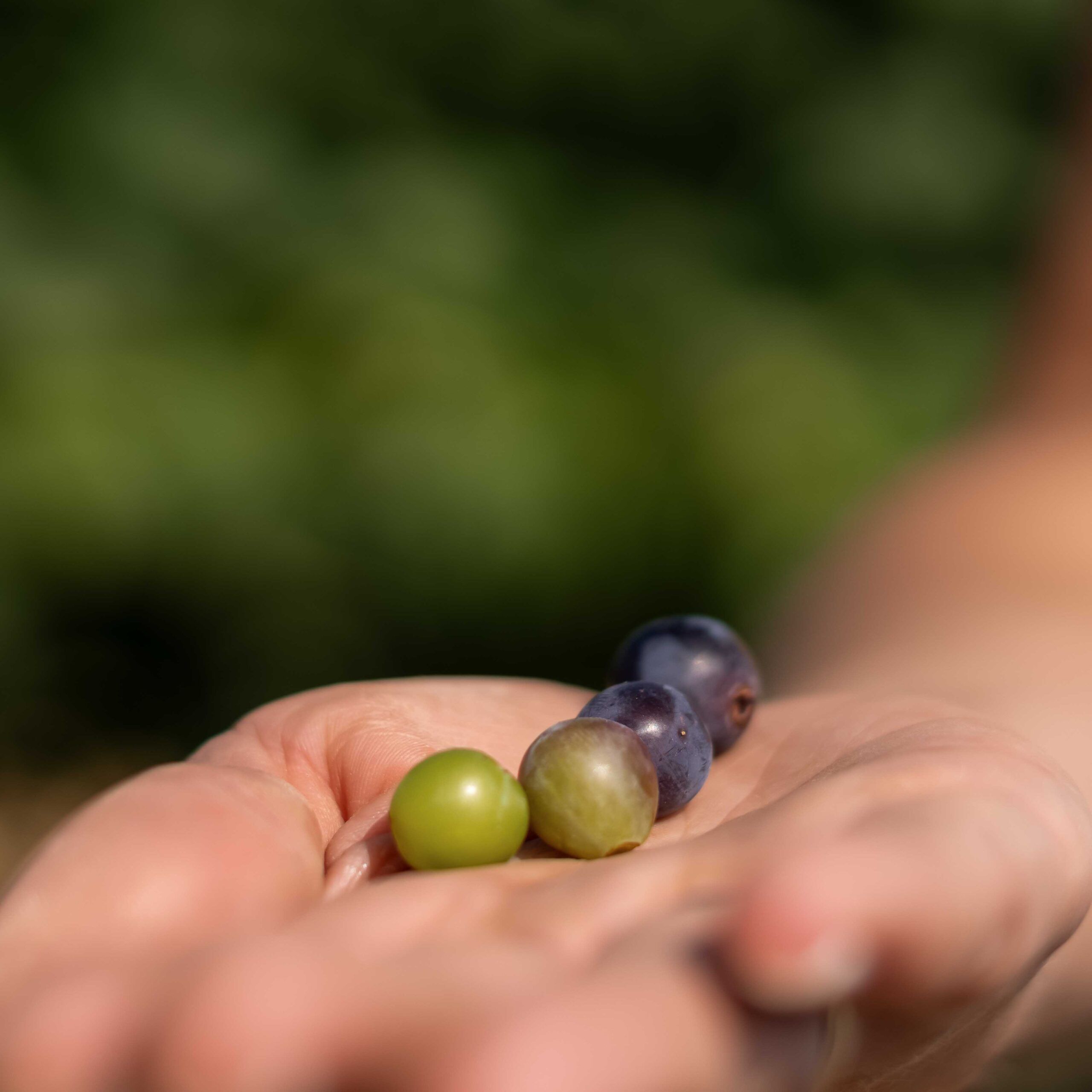 uvas en envero scaled